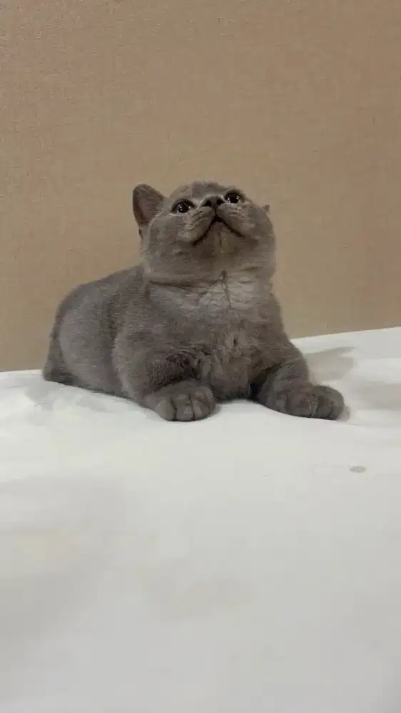 BSH British Shorthair Munchkin Jantan