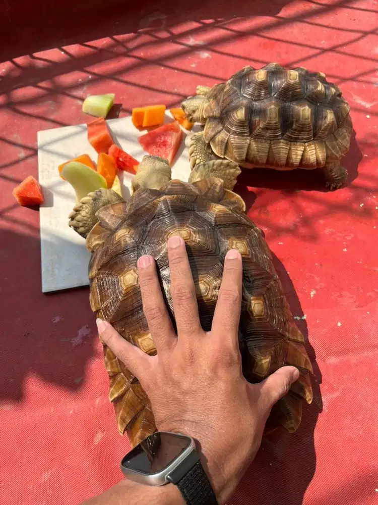 KURA SULCATA 28CM