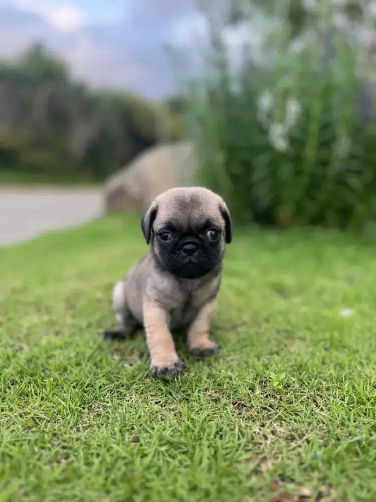 PUG jantan cakep