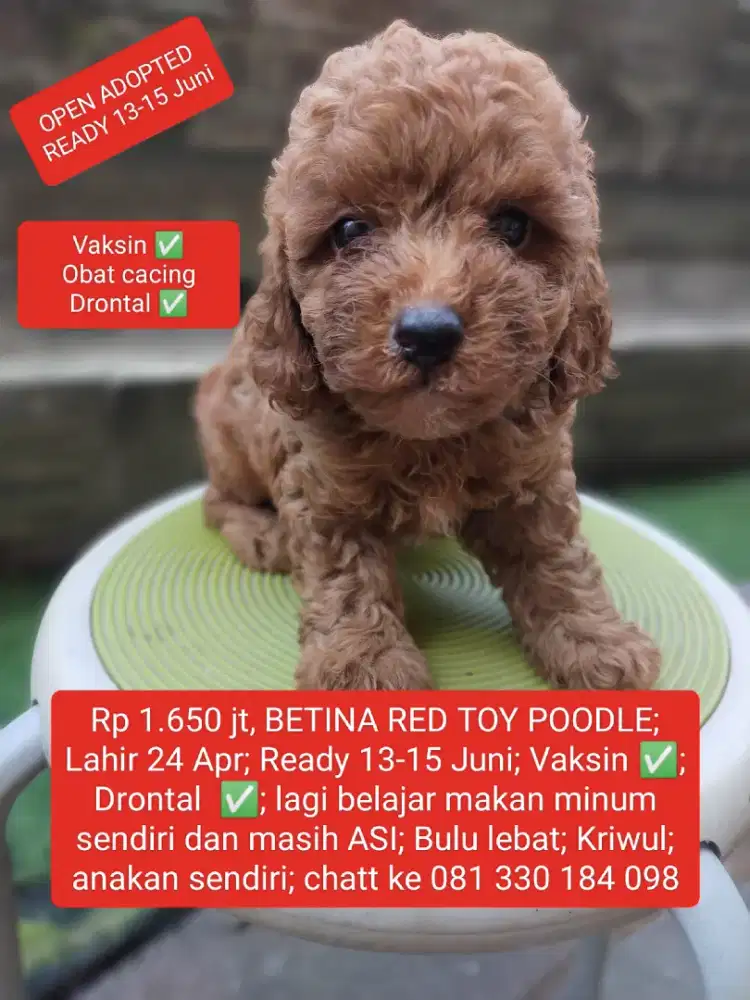 OPEN ADOPT; READY 13-15 Juni; BETINA RED TOY POODLE Anakan sendiri.