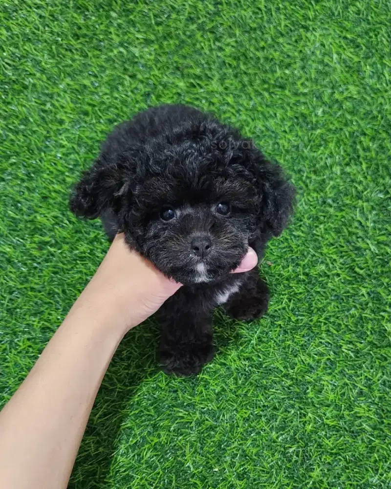 ANJING POODLE JANTAN BLACK TAN PHANTOM
