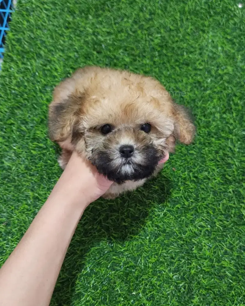 ANAKAN POODLE JANTAN SABLE