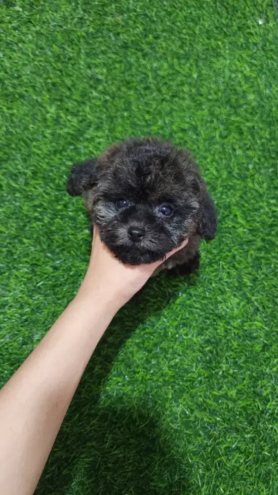 POODLE JANTAN WARNA BRINDLE UNIK