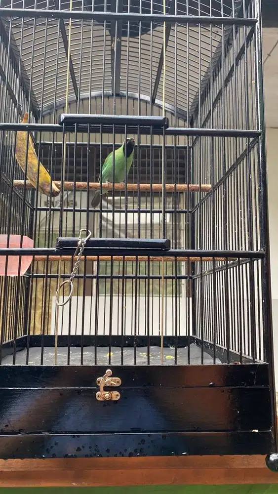 Burung gacoran fullset
