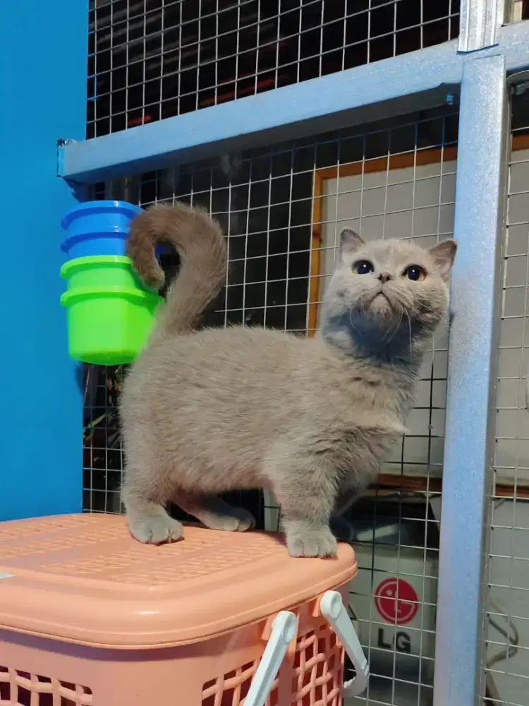 MUNCHKIN BSH LILAC GAELIC FOLD BETINA BRITISH SHORTHAIR CEBOL