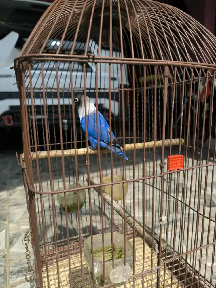 Burung Love Bird Violet jantan