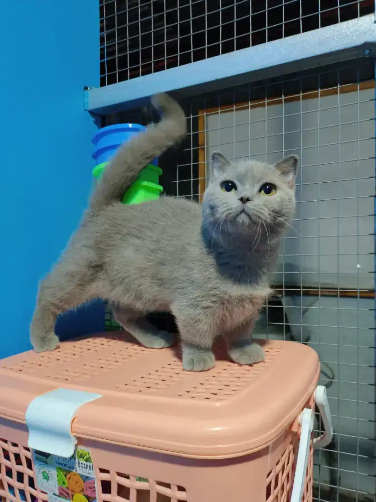 MUNCHKIN BSH FOLD BETINA KITTEN LILAC KUCING CEBOL