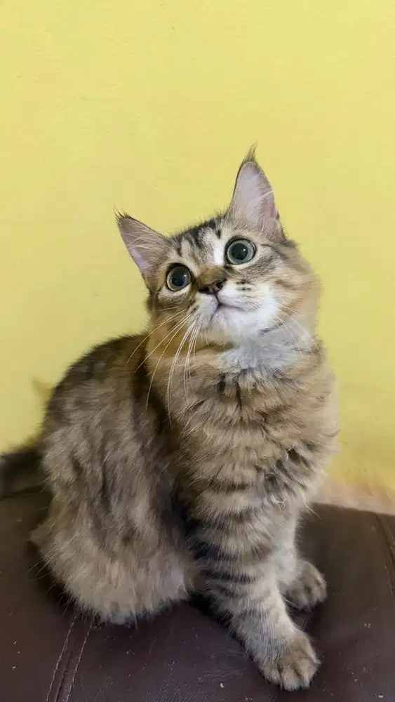 KUCING MAINECOON MIX PERSIA JANTAN DAN BETINA BACA DESKRIPSI