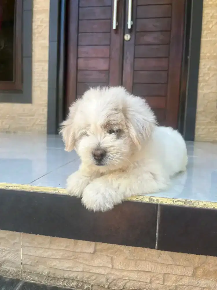 anjing maltipoo