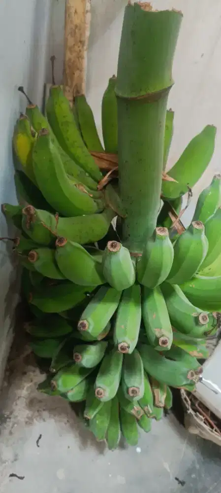 Pisang Rojo Baru Petik