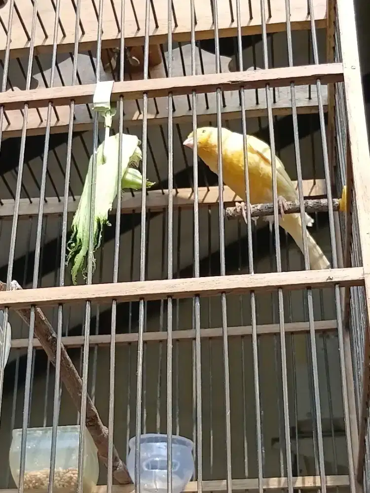 Burung kenari jantan gacor