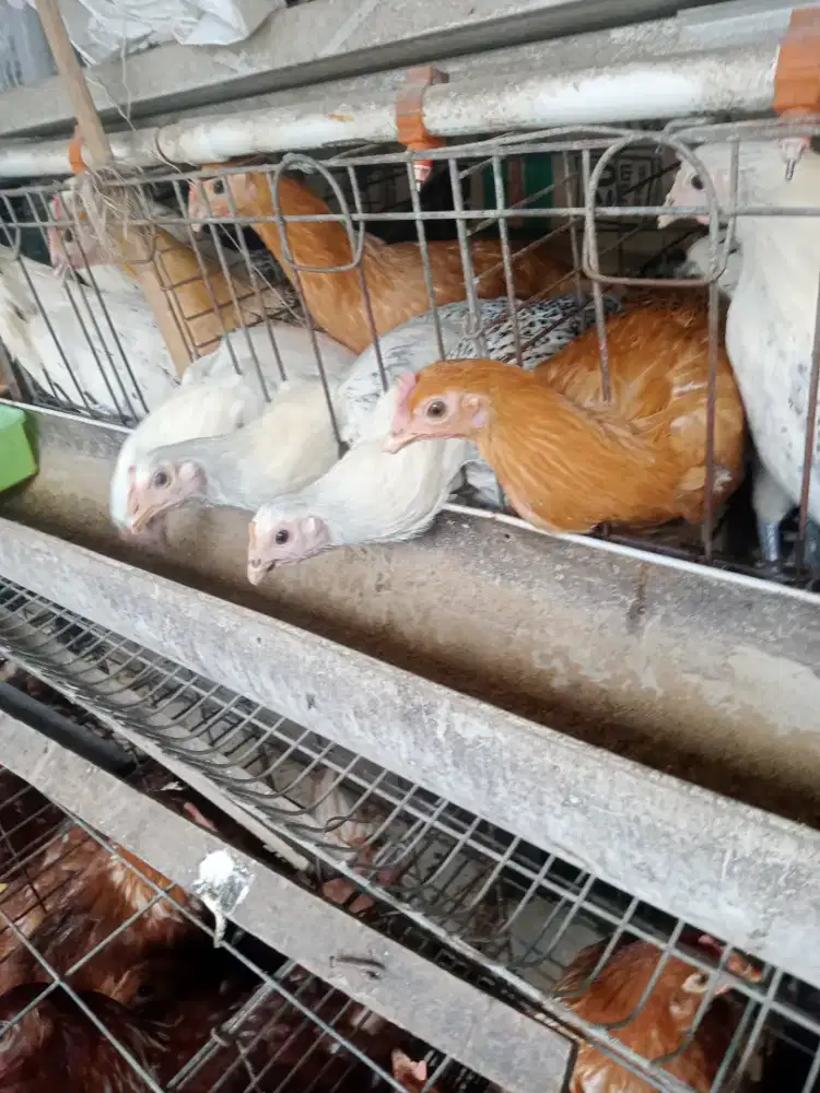 Ayam goreng arab