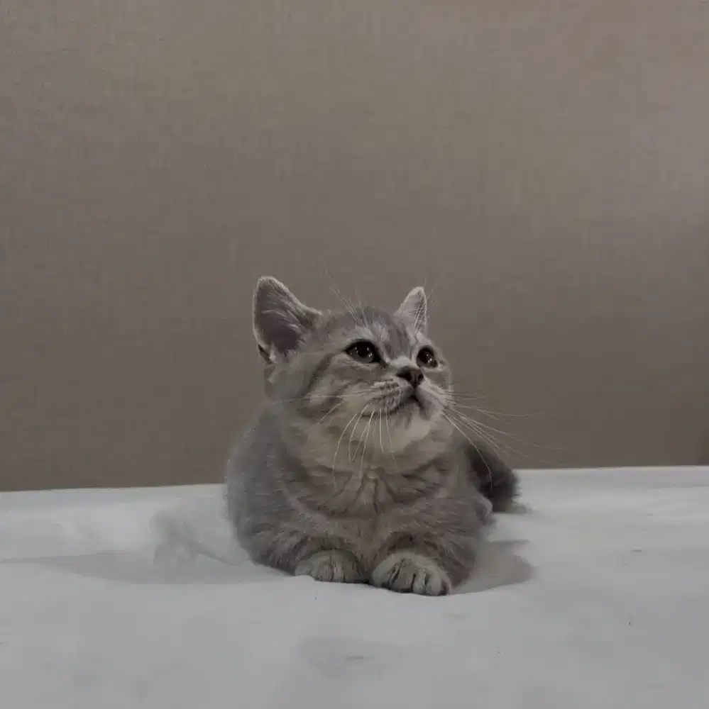 BSH British Shorthair Munchkin Blue Tabby Betina