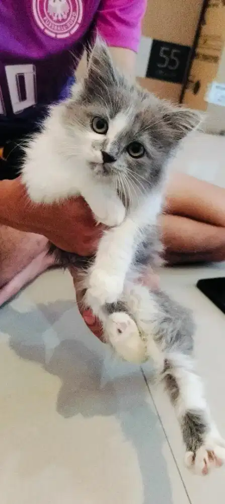 Open adop kucing persia medium