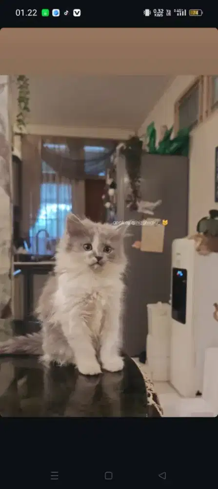 Kucing persia medium