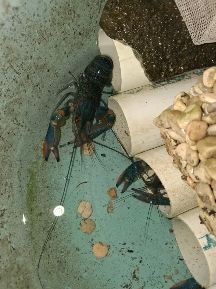 Farm,lobster Air tawar & Ikan