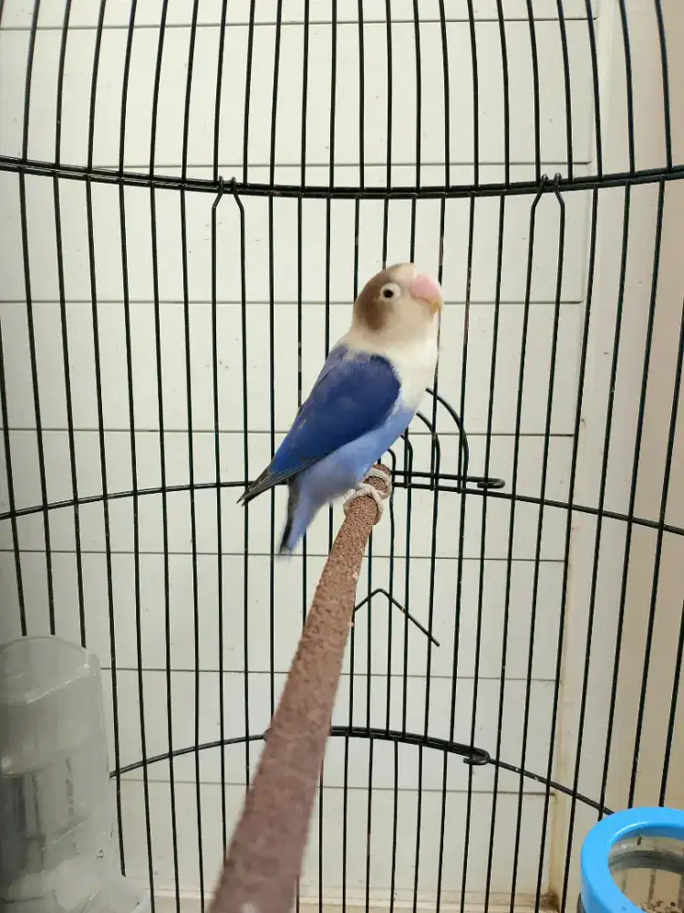 Lovebird dewasa
