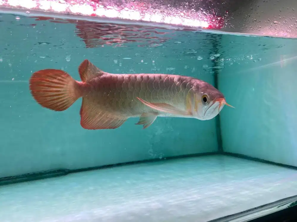 Ikan arwana mantap ukuran 25-28cm sehat