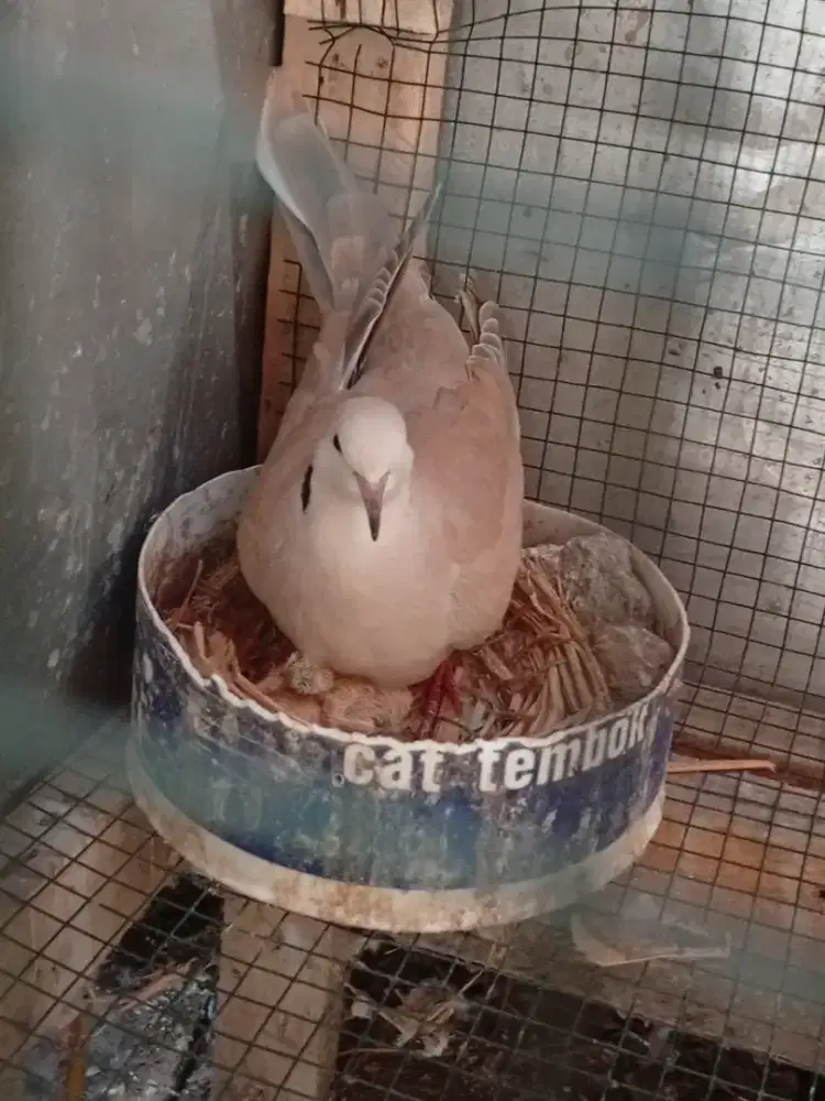 Burung Puter Pelung Betina Indukan