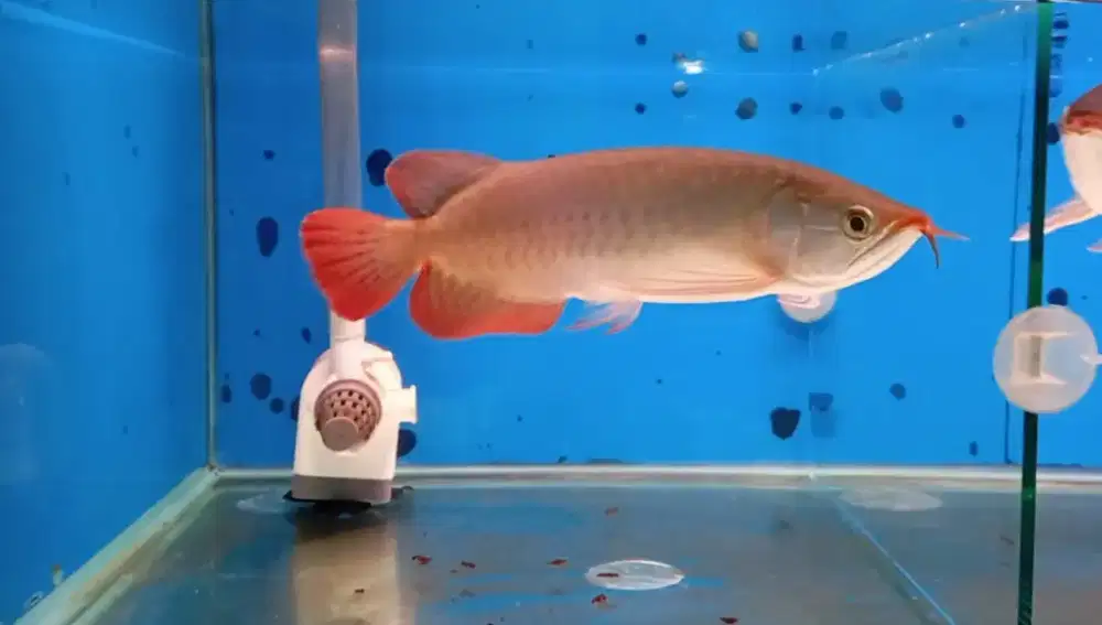 Arwana super red 33-34 cm