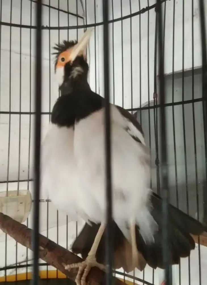 Jalak Suren Gacor