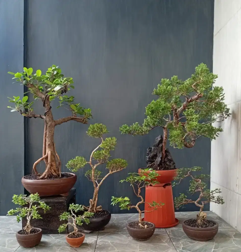Borong murah bonsai hias ada 7 pohon