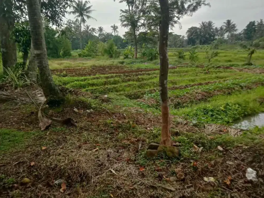 TANAH KEBUN MURAH DI KECAMATAN CISEENG TANAH DARAT DAN BASAH SUDAH PAGAR SEKELILING