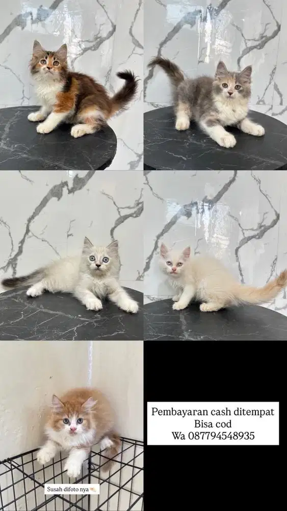 Kucing persia dan midol