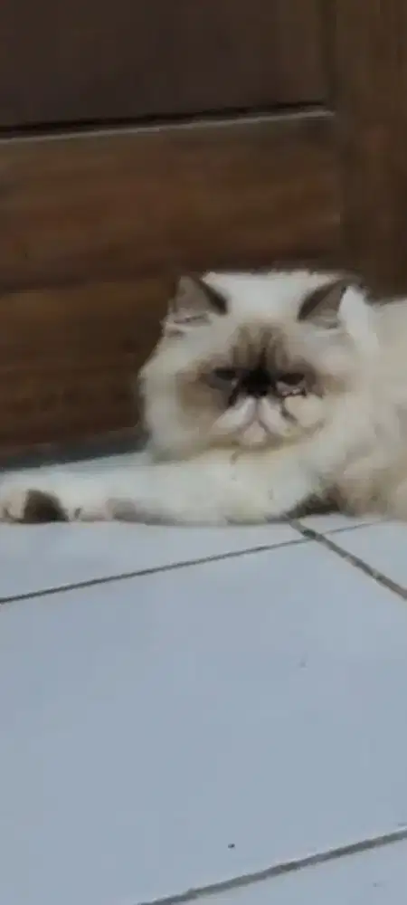 Kucing persia Peaknose Himalaya