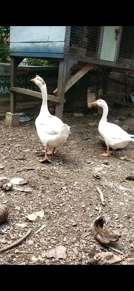 Sepasang angsa putih