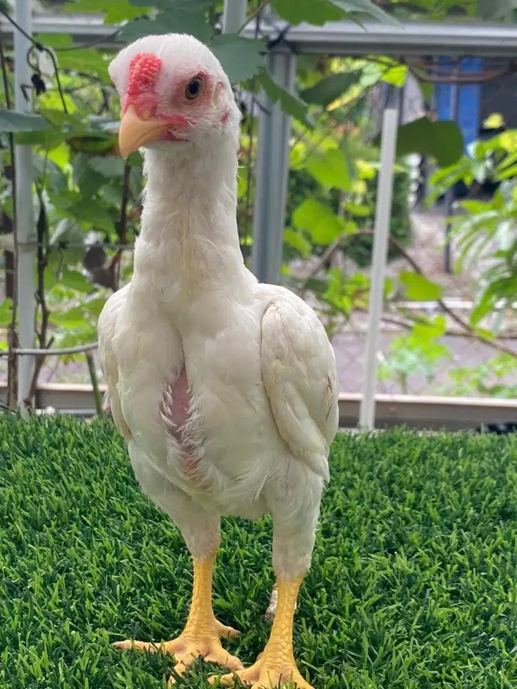 AYAM KO SHAMO WHITE SERIES 2 bln up