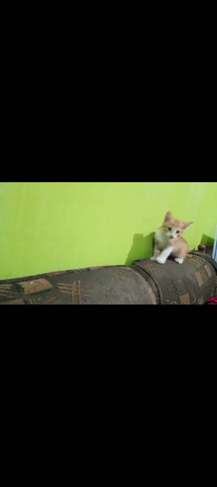 Anakan mix sehat, aktif