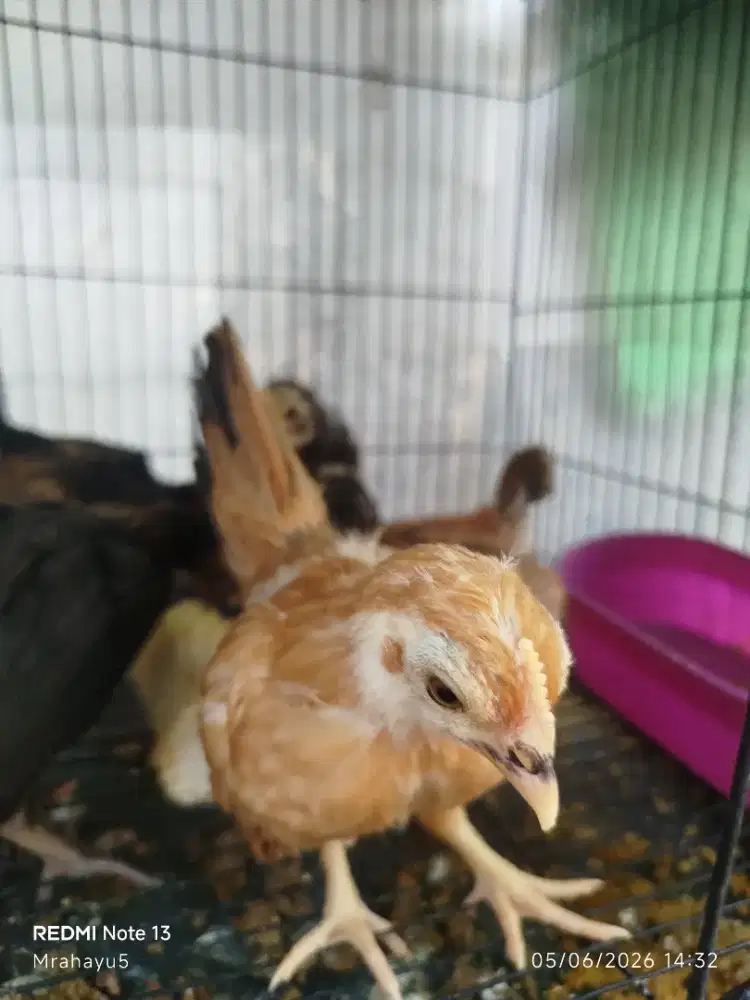 Ayam Kate anakan