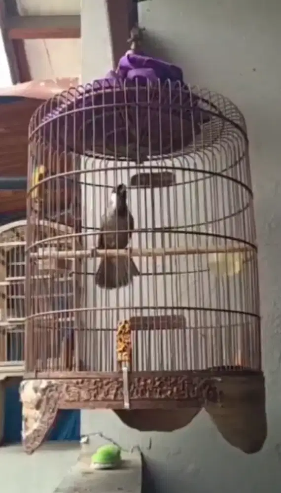 burung poho Poksay Hongkong gacor
