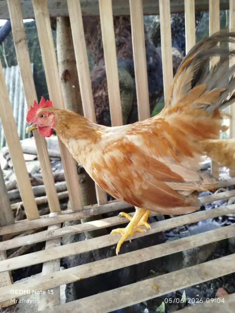 Ayam kate jantan