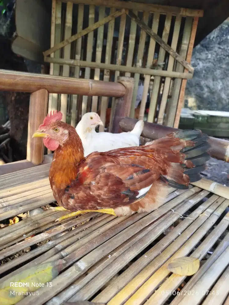 Sepasang ayam kampung remaja