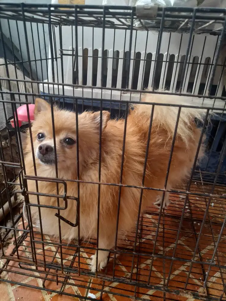 Anjing mini pom beserta kandangnya