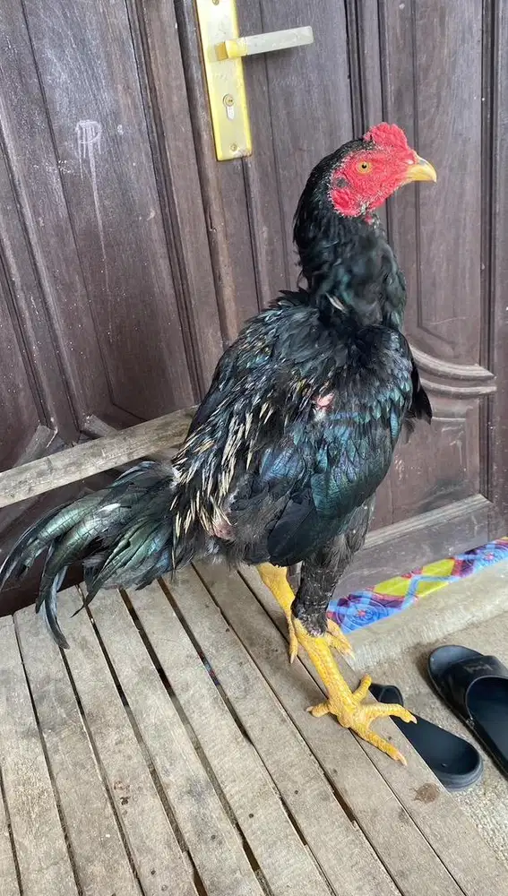 Ayam pakhoy 5 bulanan big size