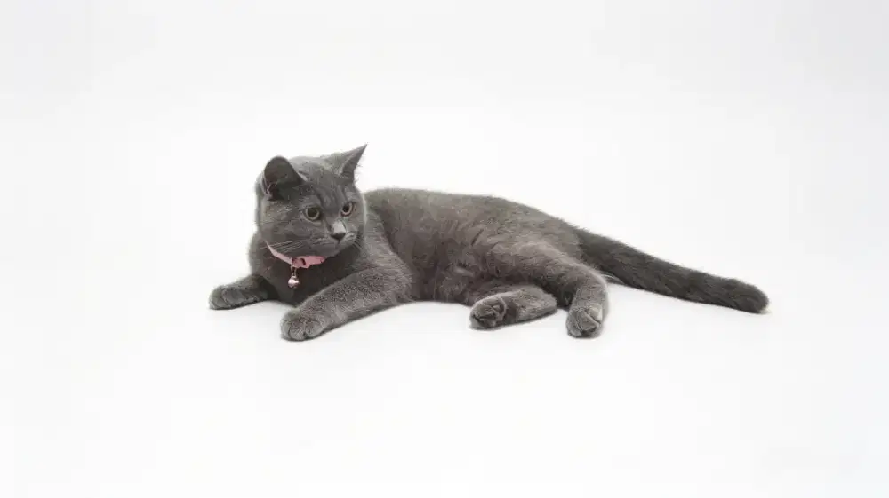 BSH Blue Solid Betina