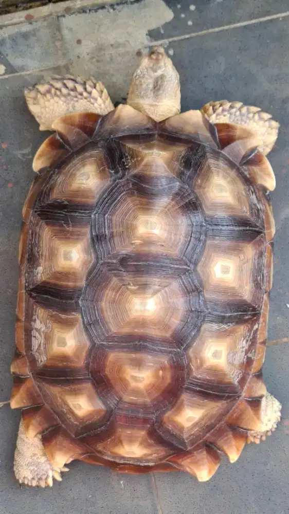 Sulcata betina 43cm