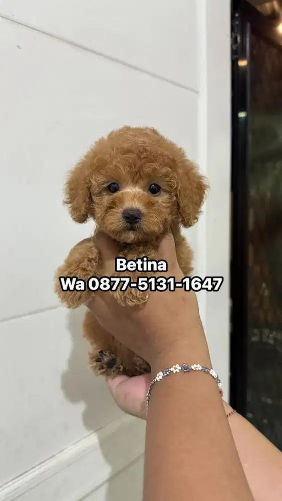Poodle jantan betina
