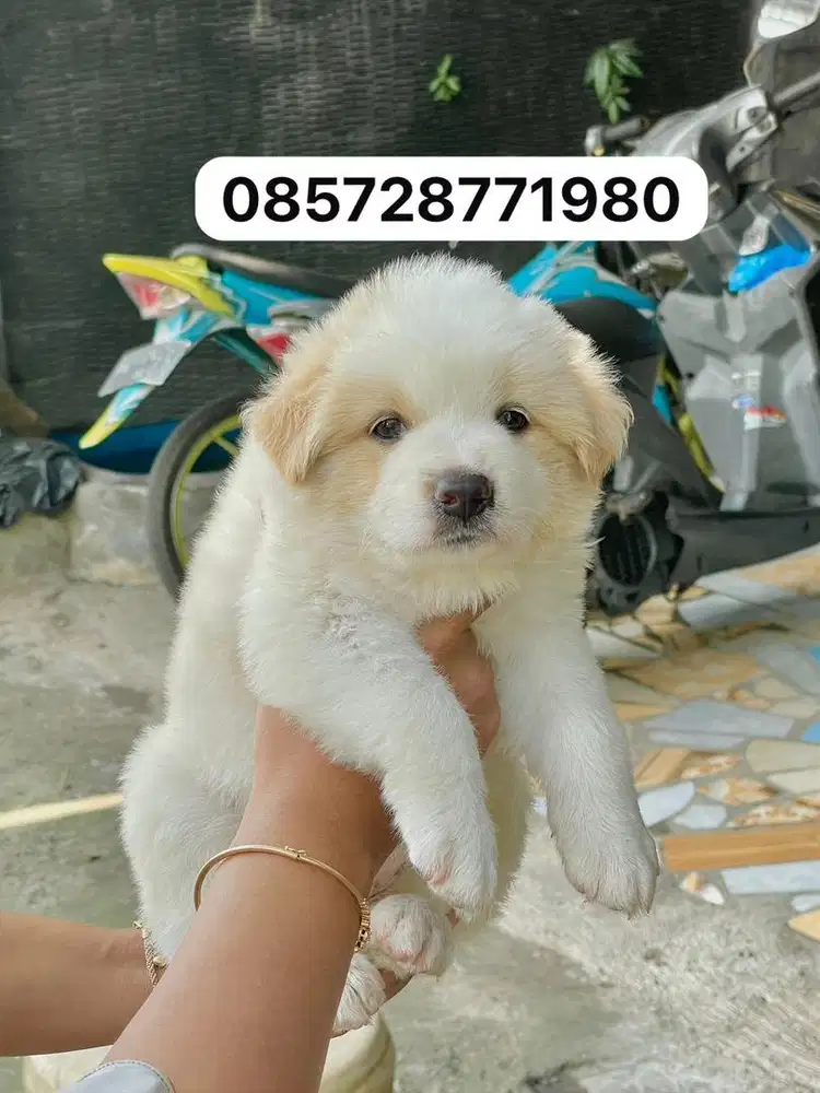 Golden samoyed 1.5bln