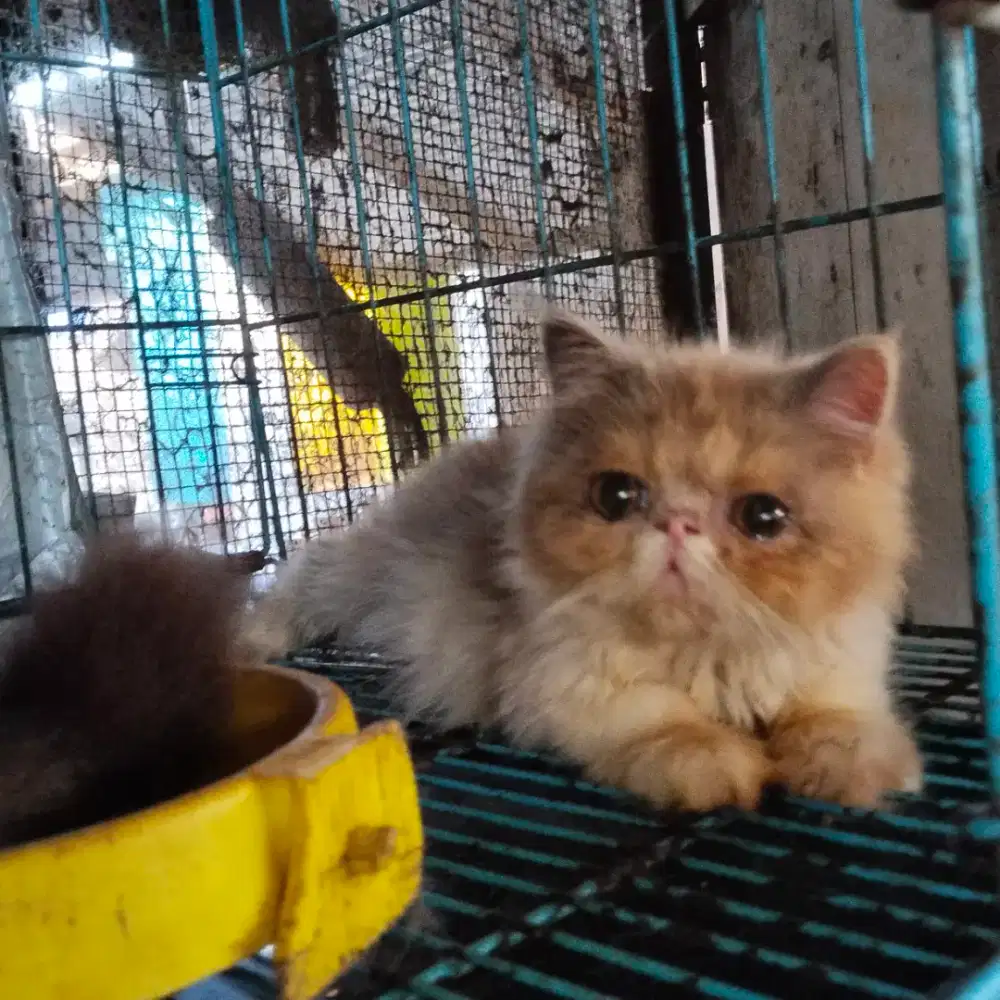 Kitten Persia peaknose