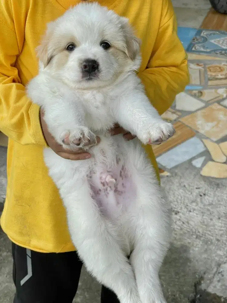 Golden samoyed 1.5bln jntn