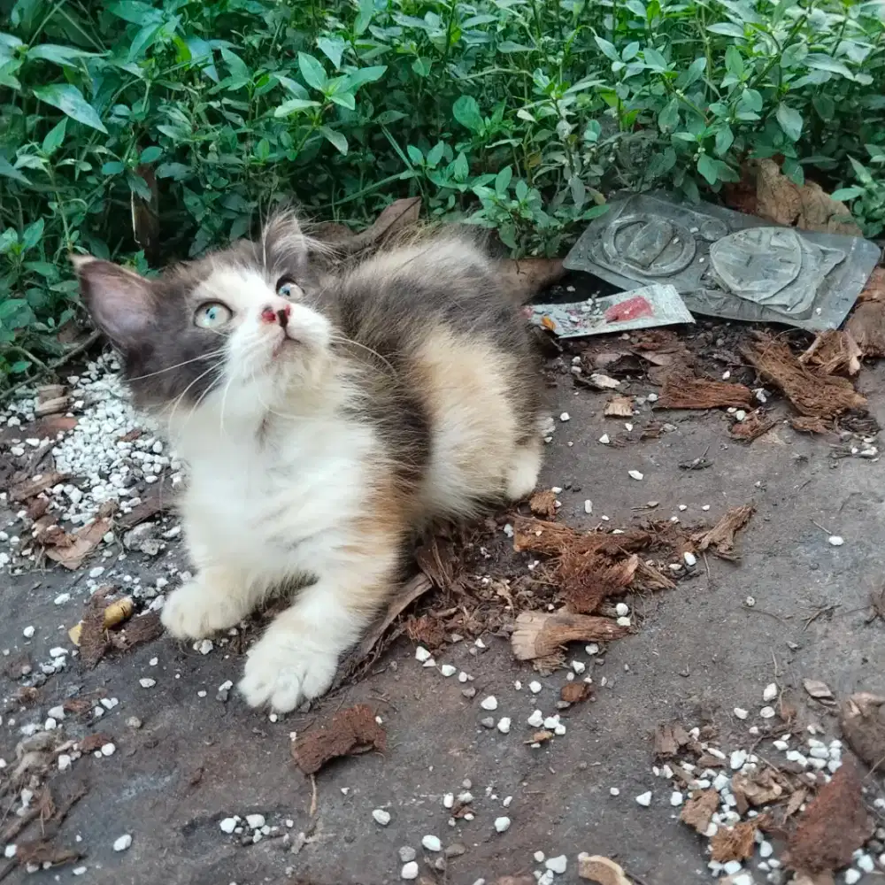 Kitten munckin betina