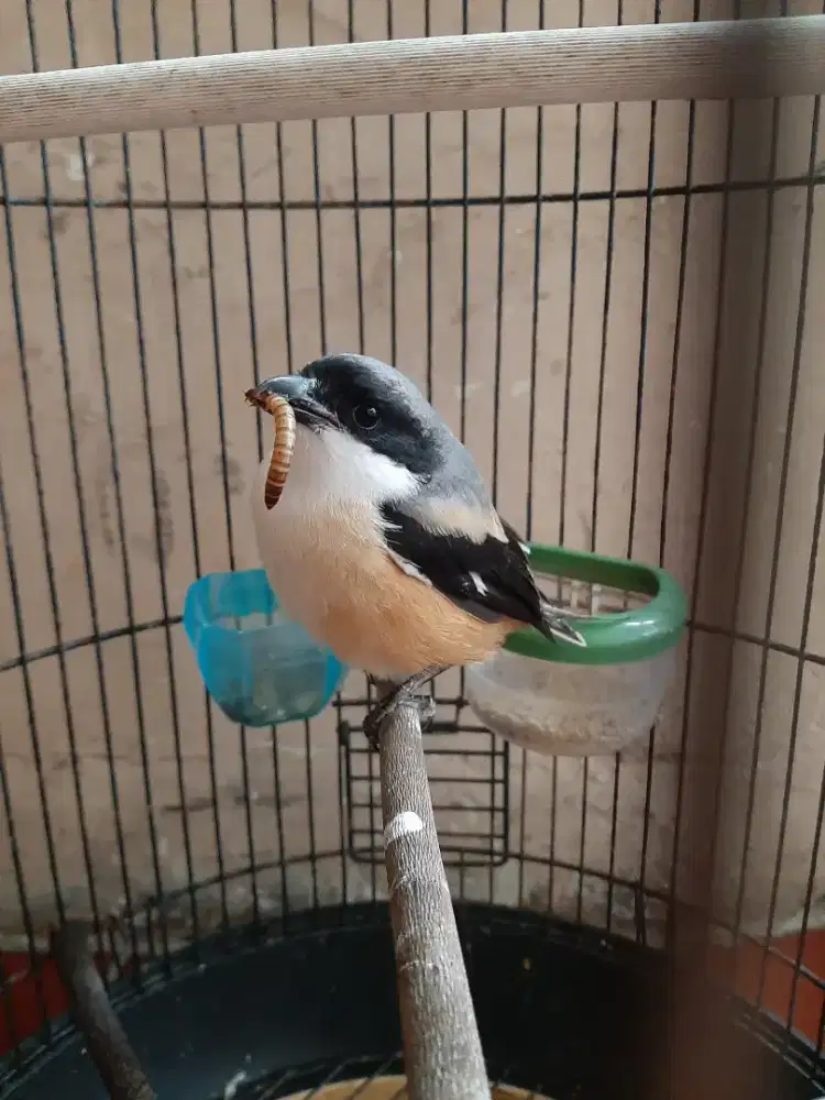 Burung cendet / toed