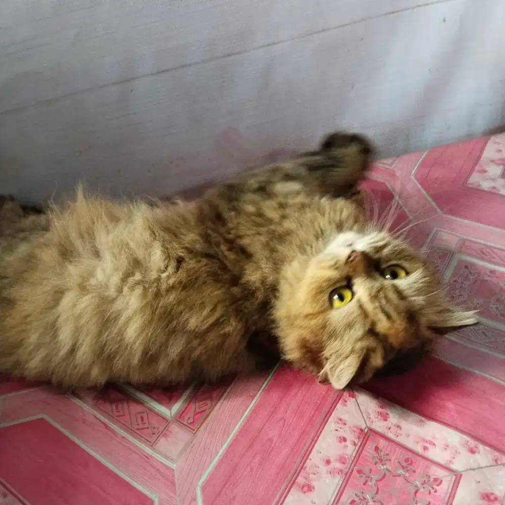 Kucing Persia dewasa