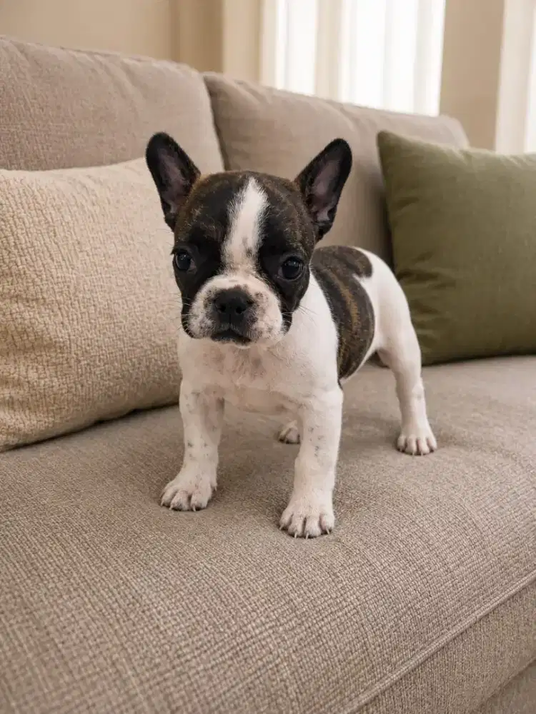 French Bulldog Size mini