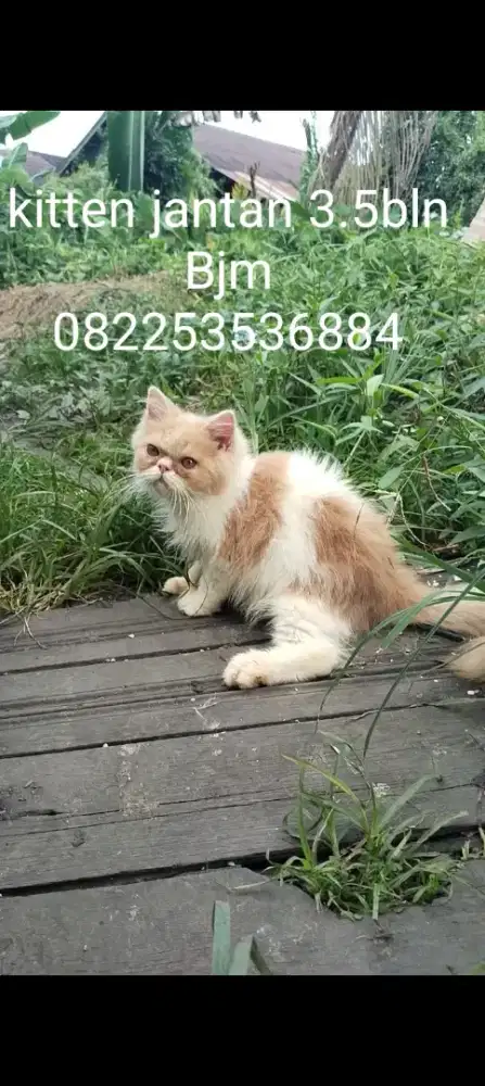 Kitten pesek jantan