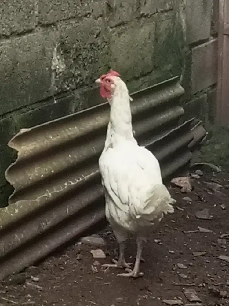 Biang Ayam pelung betina